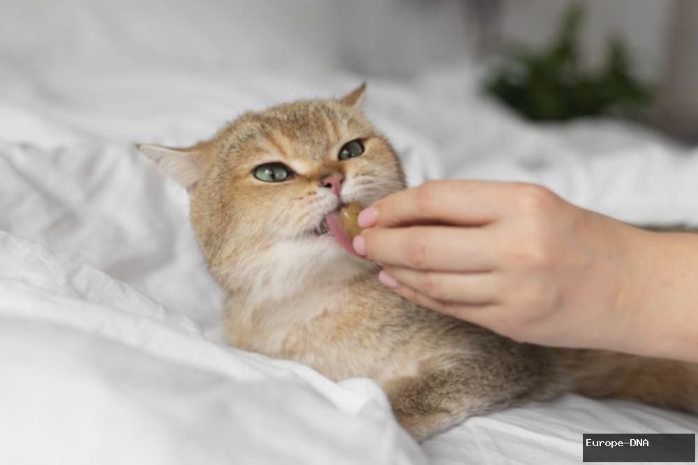 Kucing & Rasa Pedas: Fakta yang Harus Kamu Tahu!