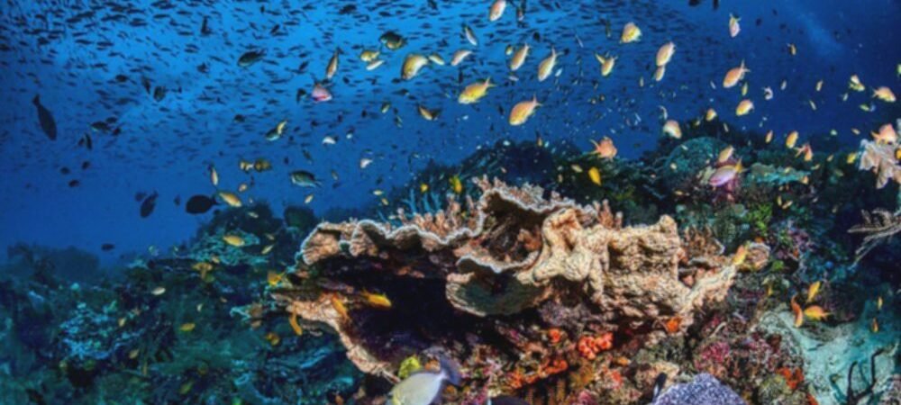Raja Ampat: Surga Bawah Laut Terindah, Ini 7 Keajaibannya!
