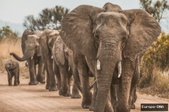 Mimpi Dikejar Gajah: 5 Arti Tersembunyi, Pertanda Baik atau Buruk?