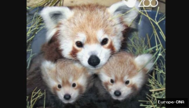 Geger! Hotel di Cina Bangunkan Tamu dengan Panda Merah, Tuai Kecaman