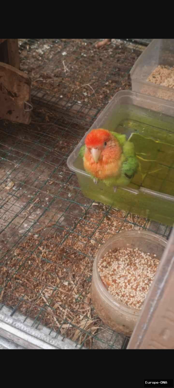 Lovebird Jinak: Tips Jitu Merawat & Melatih Jadi Sahabat Terbaik!