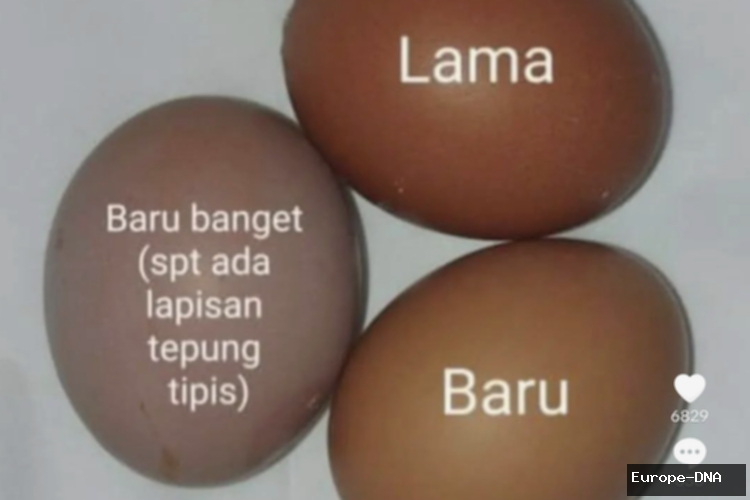 Warna Cangkang Telur Pengaruhi Kesegaran? Mitos atau Fakta?