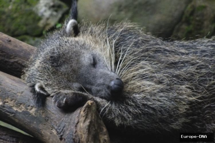 Binturong: Rahasia Aroma Popcorn Alami yang Unik dan Menarik!