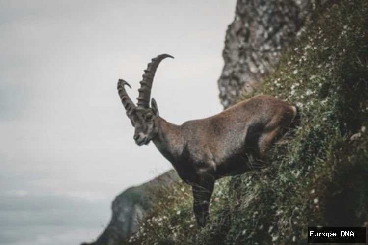 Zodiak Paling Bijak: Capricorn Termasuk? Cek Daftar Lengkapnya!