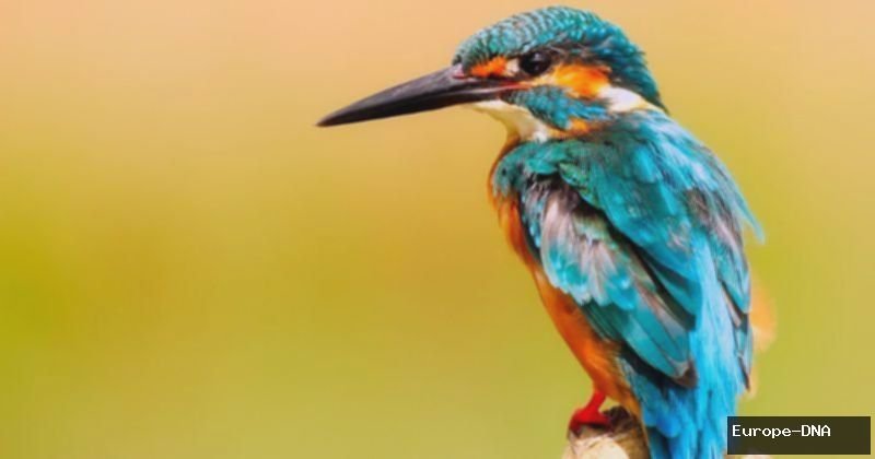 500 Nama Burung yang Bagus Inisial N-Z Beserta Artinya
